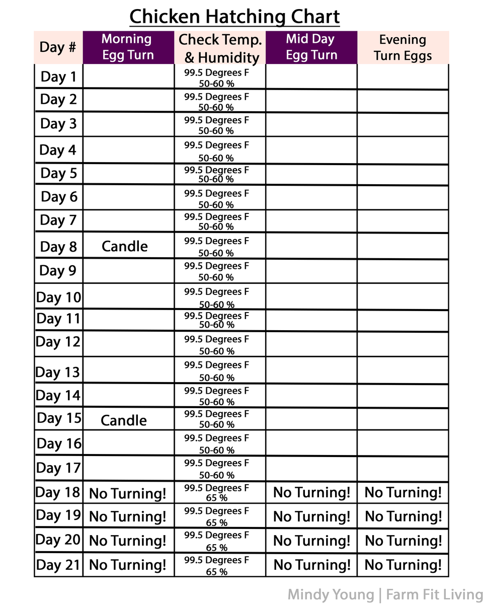 Chicken Egg Incubation Chart & Calendar Set – Farm Fit Living Chicken Egg Incubation Chart & Calendar Set – Farm Fit Living